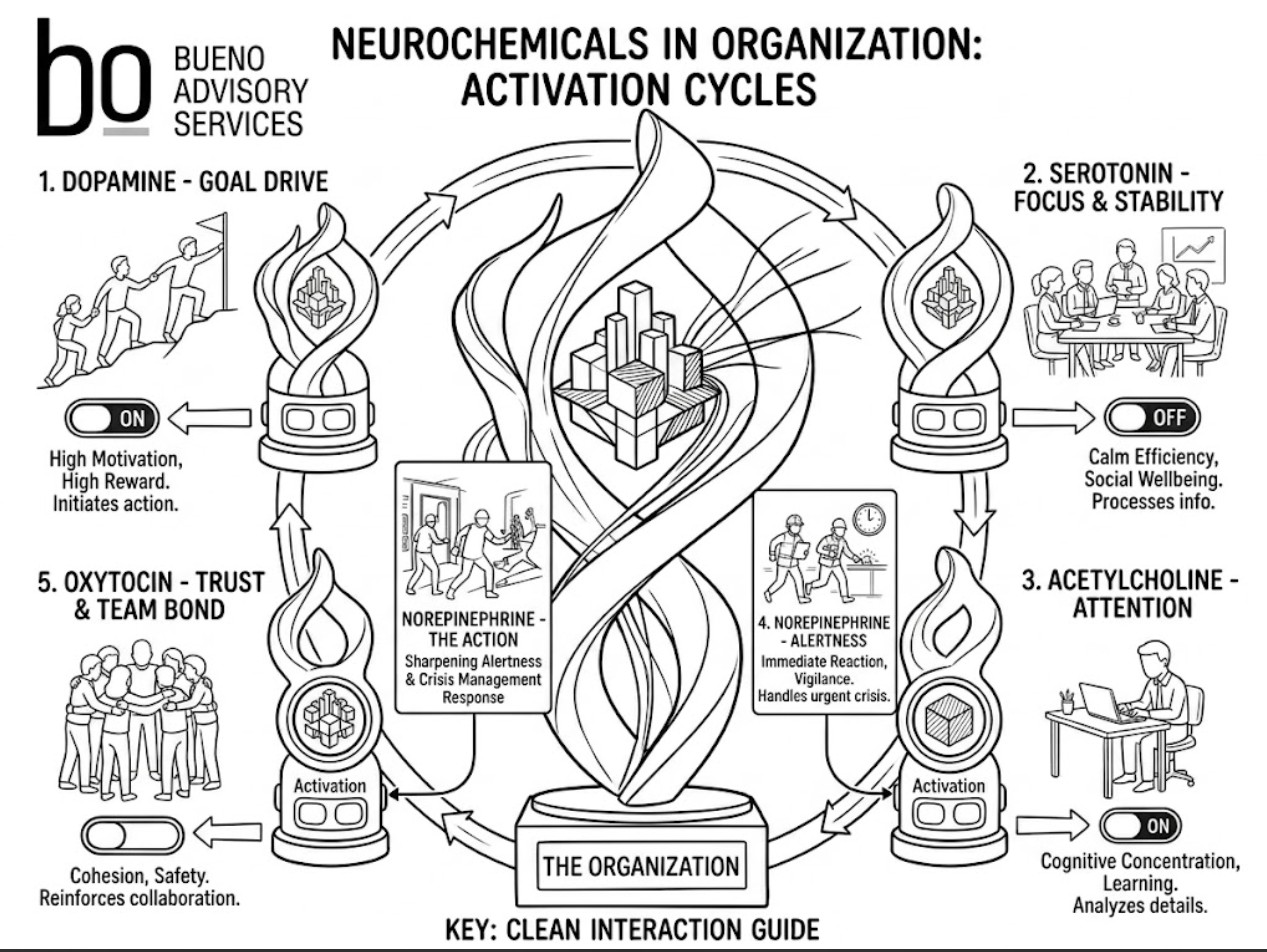 A clean black and white minimalist line art infographic by Bueno Advisory Services illustrating the activation cycles and interaction of five key neurotransmitters—Dopamine, Serotonin, Acetylcholine, Norepinephrine, and Oxytocin—within an organization